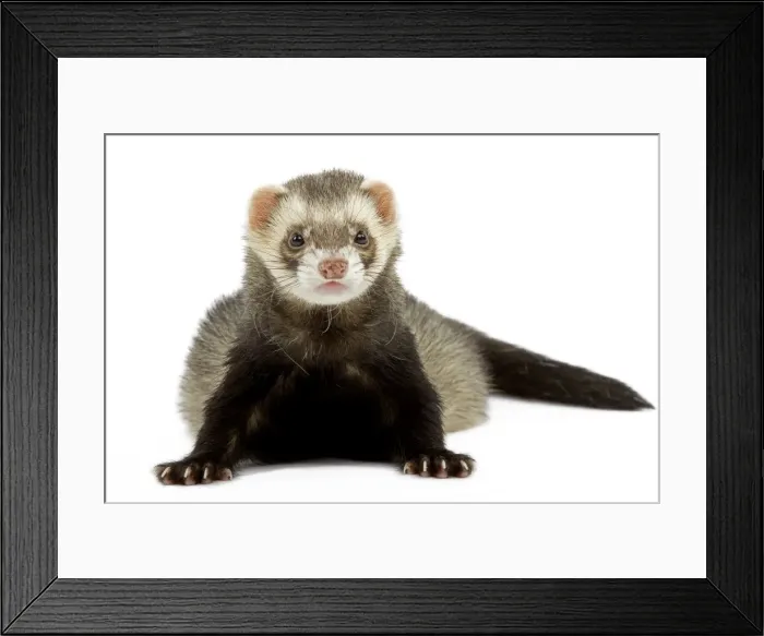 Framed Print : Ferret - in studio