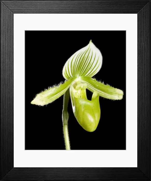 Framed Print : Orchid - Paphiopedilum. Orchid. Tropical Asia Framed Print : Orchid - Paphiopedilum. Orchid. Tropical Asia