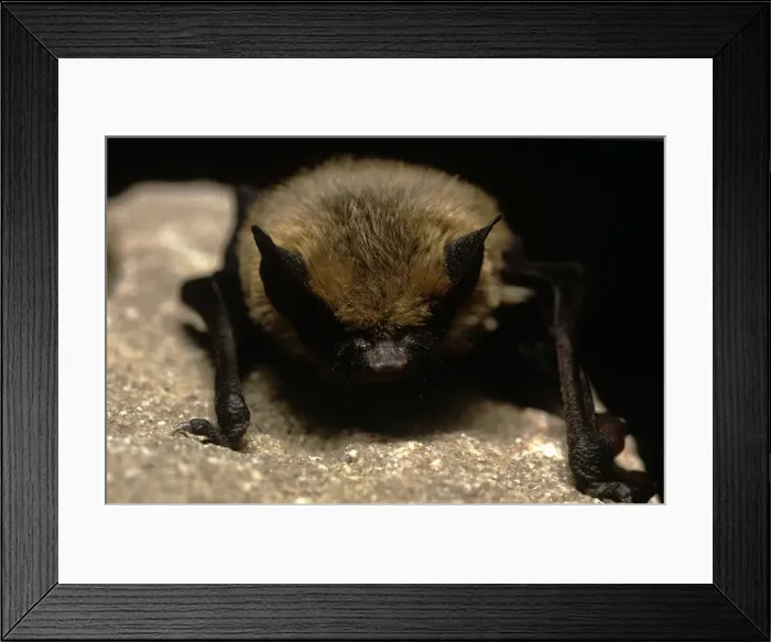 Framed Print : Little Brown Bat Framed Print : Little Brown Bat