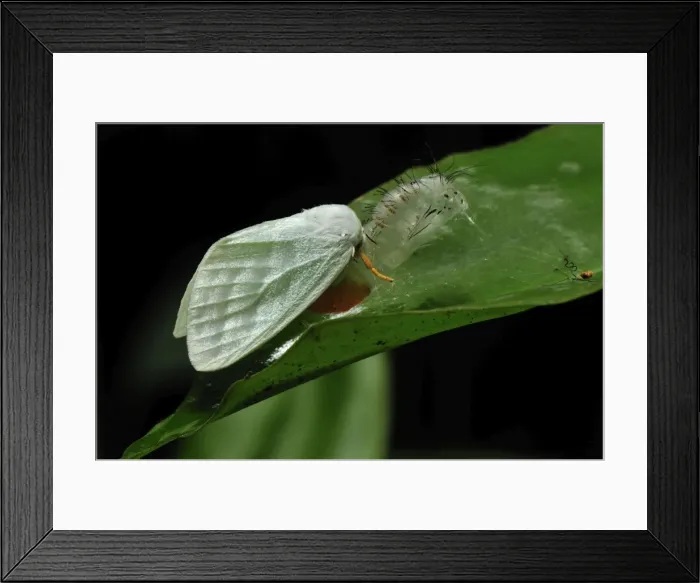 Framed Print : Tussock moths - after hatching out of the pupa - Gunung Leuser National Park - Northern Sumatra - Indonesia Framed Print : Tussock moths - after hatching out of the pupa - Gunung Leuser National Park - Northern Sumatra - Indonesia