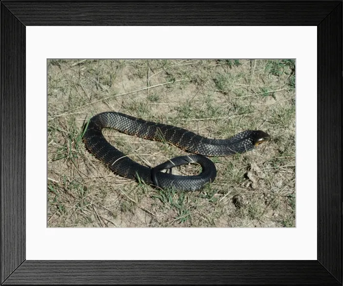 Framed Print : Tiger Snake JPF 6001 Australia Notechis scutatus © Jean-Paul Ferrero / ardea. com Framed Print : Tiger Snake JPF 6001 Australia Notechis scutatus © Jean-Paul Ferrero / ardea. com