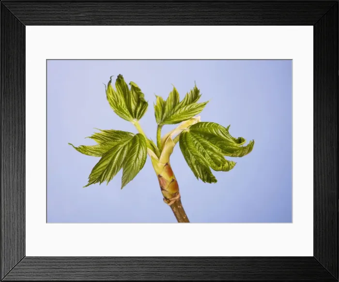 Framed Print : Maple of Ahorn leaf Framed Print : Maple of Ahorn leaf