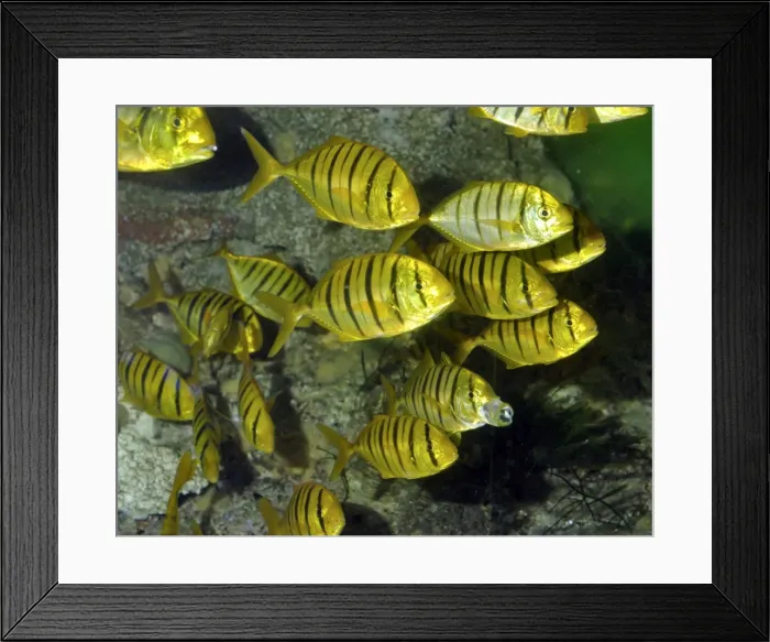 Framed Print : Golden Trevally, tropical coastal reefs and lagoons, circum-global. Shoaling species sometimes used for food Framed Print : Golden Trevally, tropical coastal reefs and lagoons, circum-global. Shoaling species sometimes used for food