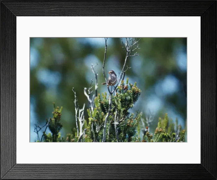 Framed Print : Marmora's Warbler RES 7 Juvenile Sylvia sarda © George Reszeter / ardea. com Framed Print : Marmora's Warbler RES 7 Juvenile Sylvia sarda © George Reszeter / ardea. com