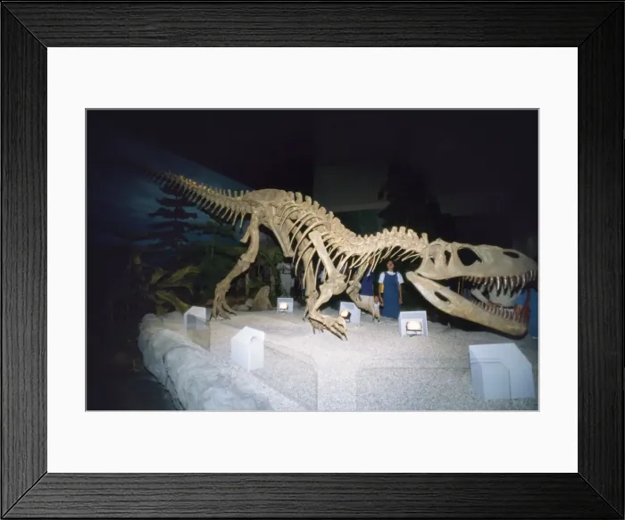 Framed Print : Gigantosaurus Dinosaur Skeleton - Argentina Framed Print : Gigantosaurus Dinosaur Skeleton - Argentina