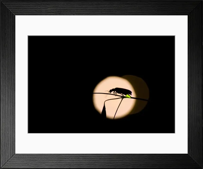Framed Print : Firefly - male - Tuscany Framed Print : Firefly - male - Tuscany