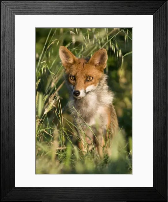 Framed Print : Red Fox - Italy Framed Print : Red Fox - Italy