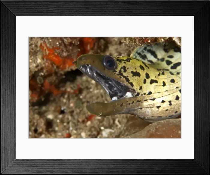 Framed Print : Fimbrated Moray Eel - Indonesia Framed Print : Fimbrated Moray Eel - Indonesia