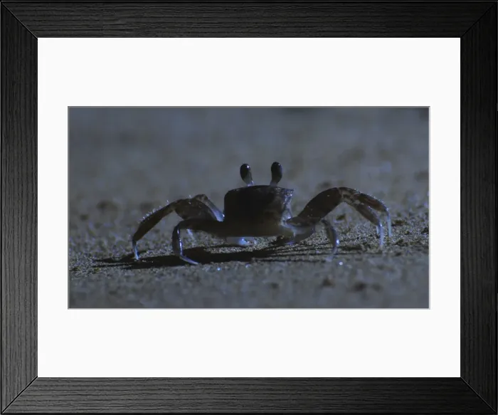 Framed Print : Ghost Crab - outside its burrow on the beach at night - West Indies