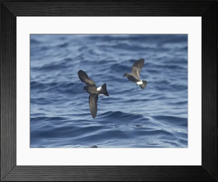 Framed Print : Madeiran Storm-Petrels - in flight over sea - June - Madeira Framed Print : Madeiran Storm-Petrels - in flight over sea - June - Madeira