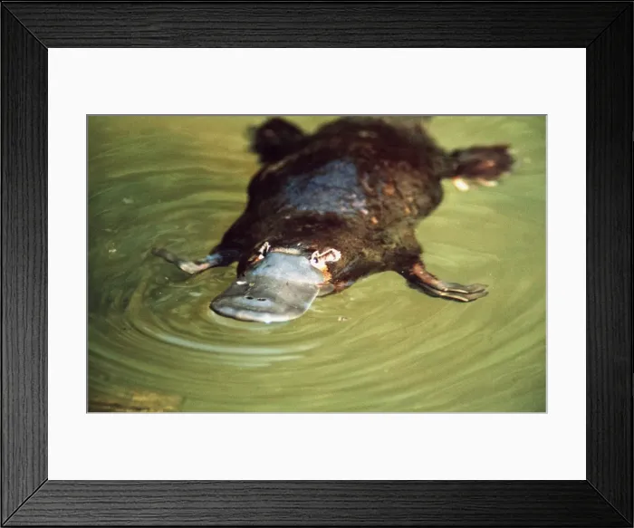Framed Print : Platypus - swimming - Eastern Australia AU-1690 Framed Print : Platypus - swimming - Eastern Australia AU-1690
