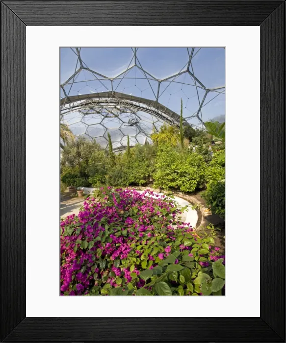 Framed Print : Eden Projecct - Inside Mediterranean Biome. Eden Project Bodelva St Austell Cornwall UK Framed Print : Eden Projecct - Inside Mediterranean Biome. Eden Project Bodelva St Austell Cornwall UK