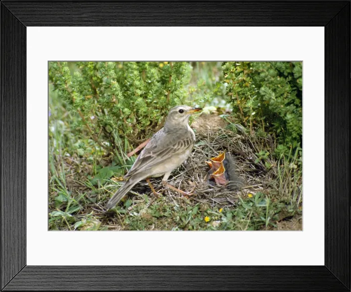 Framed Print : Richard's Pipit Framed Print : Richard's Pipit