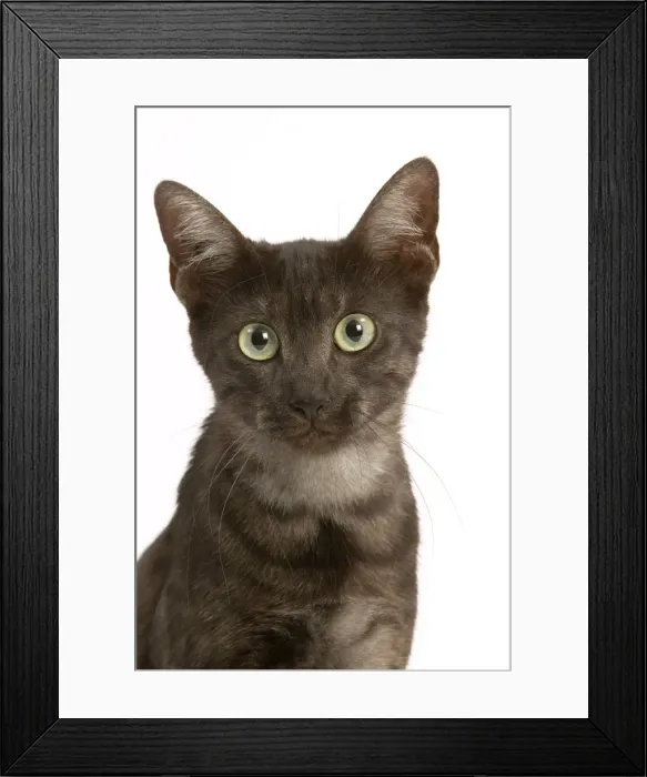 Framed Print : Cat - Egyptian Mau Framed Print : Cat - Egyptian Mau