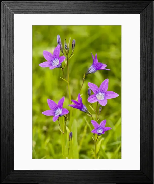 Framed Print : Spreading Bellflower - rare plant in UK Framed Print : Spreading Bellflower - rare plant in UK