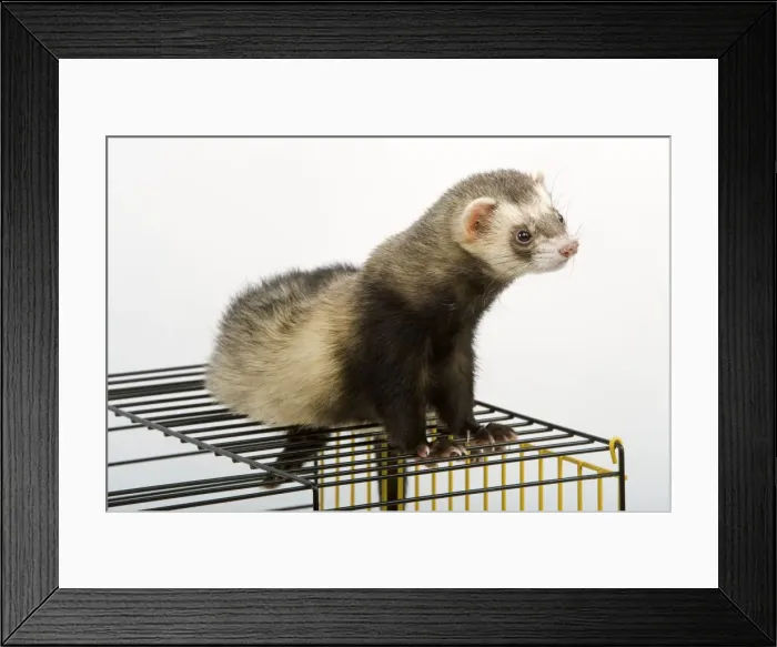 Framed Print : Ferret - on cage - in studio Framed Print : Ferret - on cage - in studio