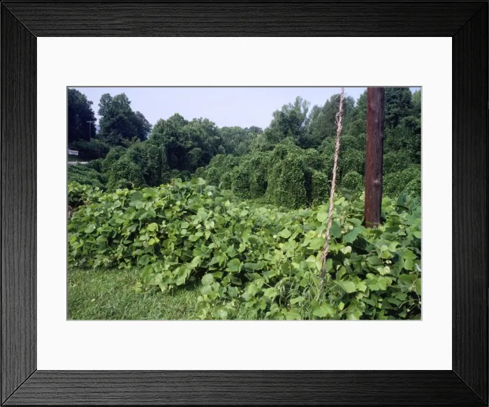 Framed Print : Kudzo Vine - introduced to USA & Europe from Asia - alien species Framed Print : Kudzo Vine - introduced to USA & Europe from Asia - alien species