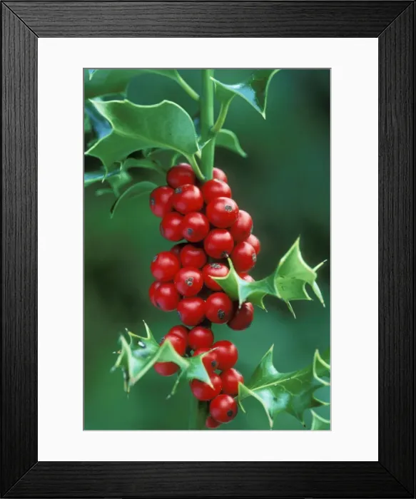 Framed Print : Holly ROG 7140 & berries Ilex aquifloium © Bob Gibbons / ardea. com Framed Print : Holly ROG 7140 & berries Ilex aquifloium © Bob Gibbons / ardea. com
