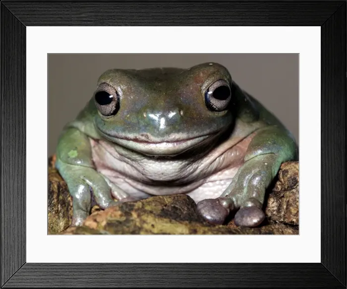 Framed Print : White's Tree Frog Framed Print : White's Tree Frog