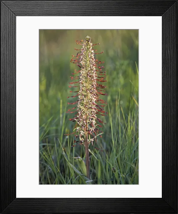 Framed Print : Lizard Orchid Framed Print : Lizard Orchid