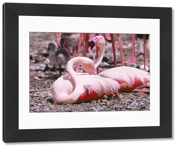 Greater Flamingo LHB 105 With chick Phoenicopterus ruber © Leslie Brown  /  ardea. com