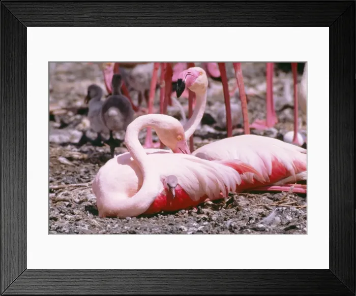 Framed Print : Greater Flamingo LHB 105 With chick Phoenicopterus ruber © Leslie Brown / ardea. com Framed Print : Greater Flamingo LHB 105 With chick Phoenicopterus ruber © Leslie Brown / ardea. com