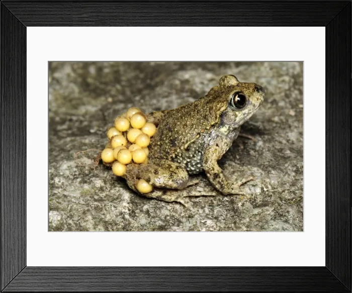 Framed Print : Midwife Toad - male with eggs - Switzerland Framed Print : Midwife Toad - male with eggs - Switzerland