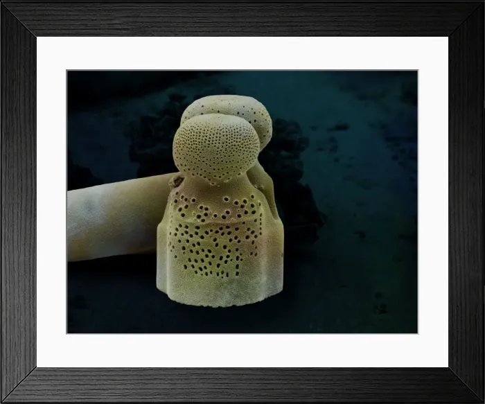 Framed Print : Marine Diatoms Framed Print : Marine Diatoms