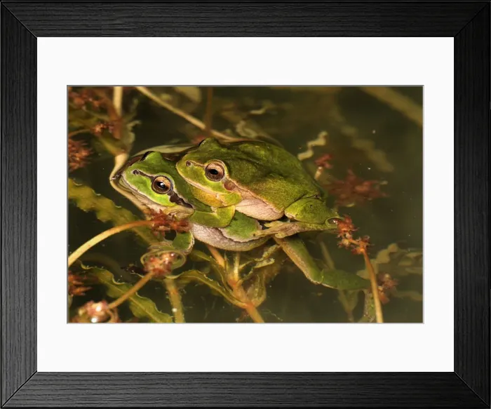 Framed Print : European Treefrog - amplexus - Switzerland Framed Print : European Treefrog - amplexus - Switzerland