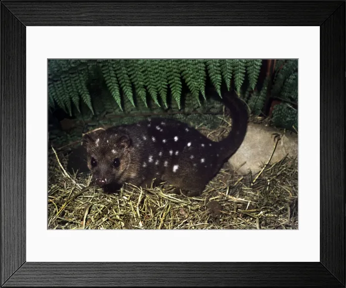 Framed Print : New Guinea Dasyure Framed Print : New Guinea Dasyure