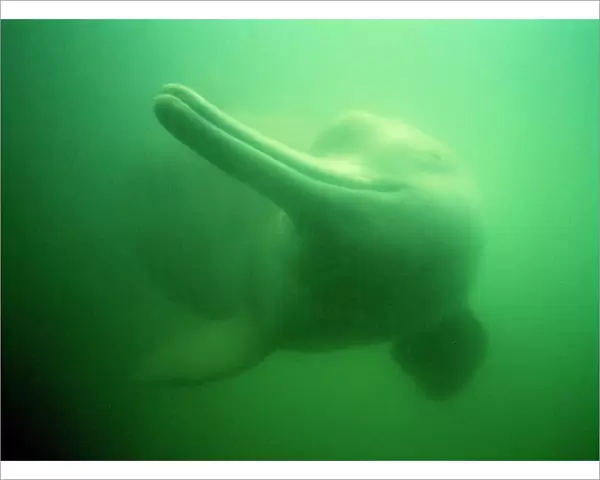 Chinese River Dolphin NG 28 China Lipotes vexillifer © Nick Gordon  /  ARDEA LONDON
