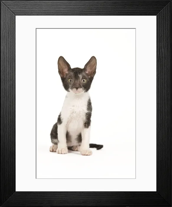 Framed Print : Cat - Cornish Rex kitten Framed Print : Cat - Cornish Rex kitten