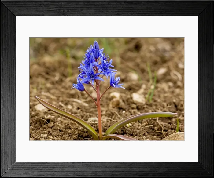 Framed Print : Alpine Squill - near the snow-line in the Bey Dag, south Turkey Framed Print : Alpine Squill - near the snow-line in the Bey Dag, south Turkey