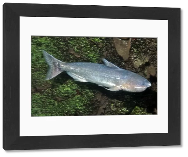 Whale Catfish, tropical freshwaters, South America. This species is a shoaling, aggressive carnivore, biting other fish. It also parasitises catfish gills and river dolphins, entering their various orifices