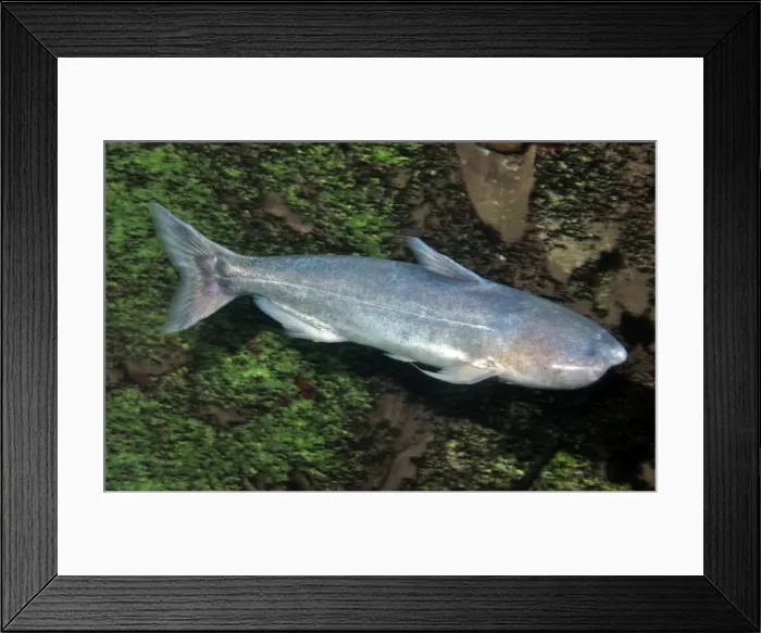 Framed Print : Whale Catfish, tropical freshwaters, South America. This species is a shoaling, aggressive carnivore, biting other fish. It also parasitises catfish gills and river dolphins, entering their various orifices Framed Print : Whale Catfish, tropical freshwaters, South America. This species is a shoaling, aggressive carnivore, biting other fish. It also parasitises catfish gills and river dolphins, entering their various orifices