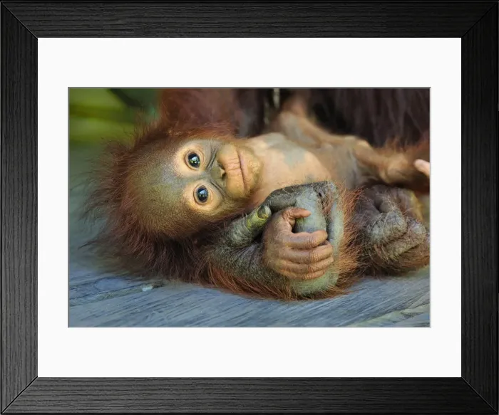 Framed Print : Borneo Orangutan - female holding her baby - Camp Leakey - Tanjung Puting National Park - Kalimantan - Borneo - Indonesia Framed Print : Borneo Orangutan - female holding her baby - Camp Leakey - Tanjung Puting National Park - Kalimantan - Borneo - Indonesia