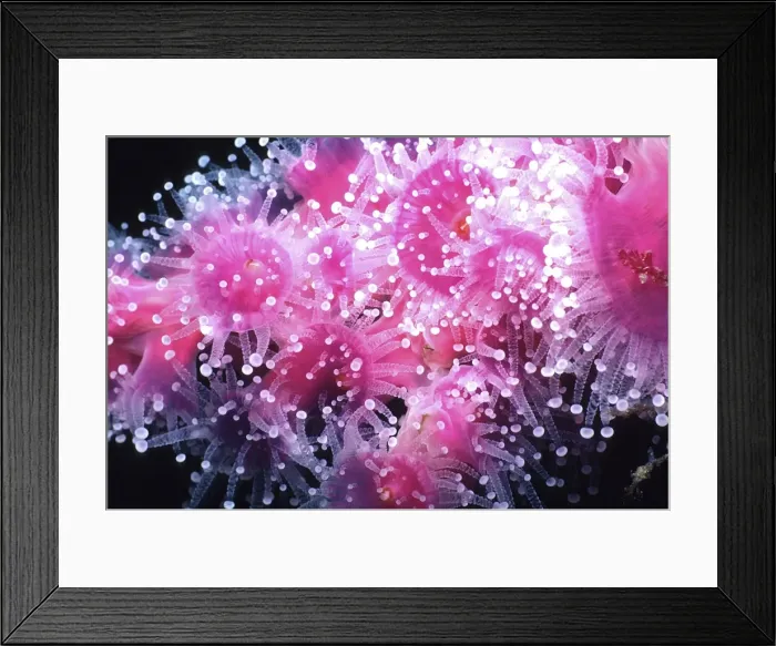 Framed Print : Jewel Anemone - on Sea Whip - temperate waters - Tasmania AU-1498 Framed Print : Jewel Anemone - on Sea Whip - temperate waters - Tasmania AU-1498