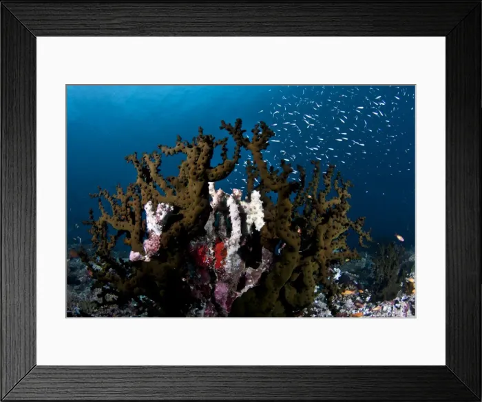 Framed Print : Tubastrea Micranthus Coral - Rasdhoo - North-Ari Atoll - Maldives Framed Print : Tubastrea Micranthus Coral - Rasdhoo - North-Ari Atoll - Maldives