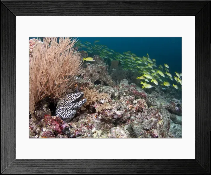 Framed Print : Honeycomb Moray Eel - with school of Bluelined Snapper (Lutjanus kasmira) - Maldives Framed Print : Honeycomb Moray Eel - with school of Bluelined Snapper (Lutjanus kasmira) - Maldives