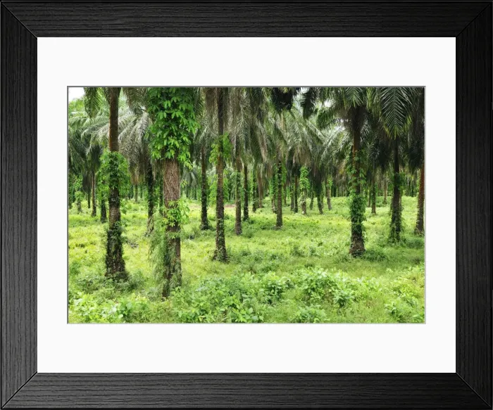 Framed Print : Oilpalm plantation - Eastern Madagascar Framed Print : Oilpalm plantation - Eastern Madagascar