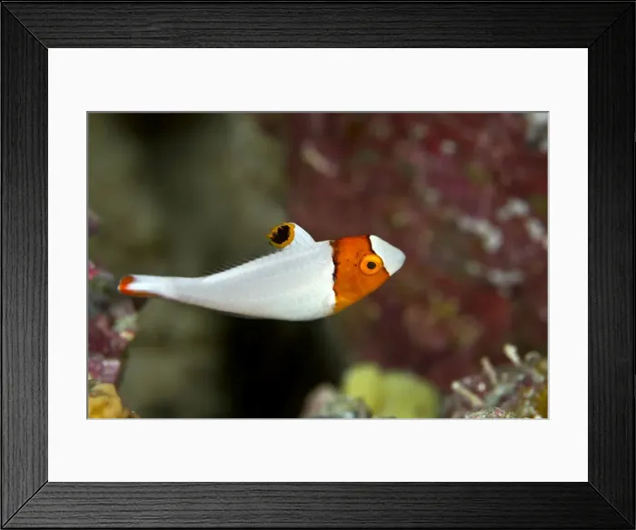 Framed Print : Bicolor Parrotfish - juvenile - Maldives