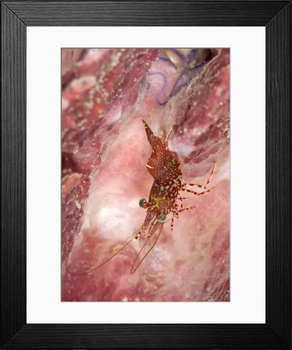 Framed Print : Dancing Shrimp - Indonesia Framed Print : Dancing Shrimp - Indonesia