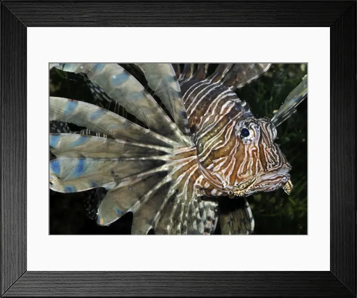 Framed Print : Red Lionfish / Dragon Fish - reefs, Indo-Pacific Framed Print : Red Lionfish / Dragon Fish - reefs, Indo-Pacific