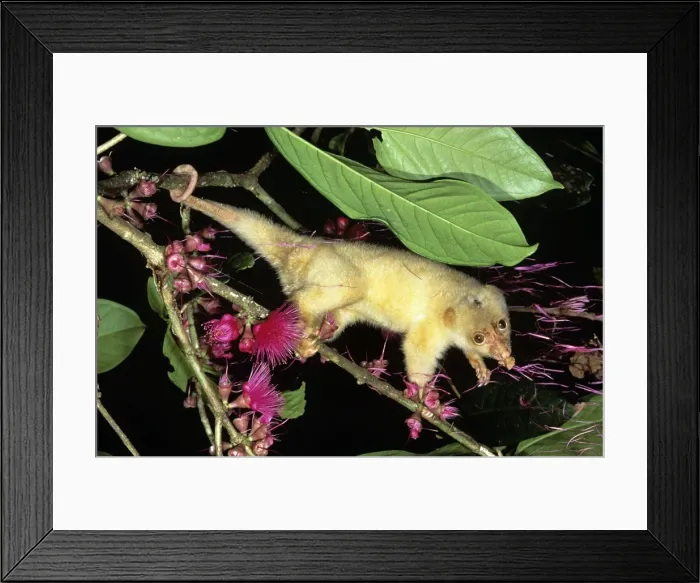 Framed Print : Spotted Cuscus - female - Papua New Guinea Framed Print : Spotted Cuscus - female - Papua New Guinea