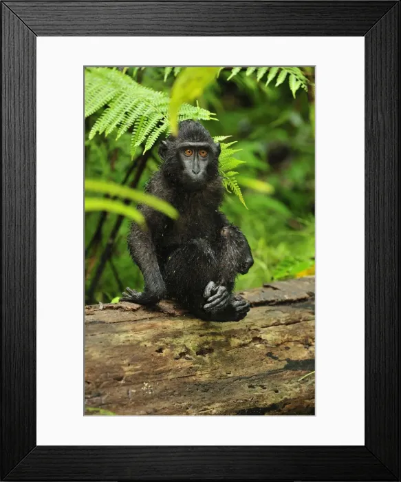 Framed Print : Celebes Crested Macaque / Crested Black Macaque / Sulawesi Crested Macaque / Black Ape - juvenile - Tangkoko Nature Reserve - North Sulawesi - Indonesia Framed Print : Celebes Crested Macaque / Crested Black Macaque / Sulawesi Crested Macaque / Black Ape - juvenile - Tangkoko Nature Reserve - North Sulawesi - Indonesia