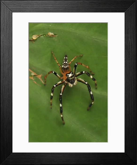 Framed Print : Jumping spider - Gunung Leuser National Park - Northern Sumatra - Indonesia Framed Print : Jumping spider - Gunung Leuser National Park - Northern Sumatra - Indonesia