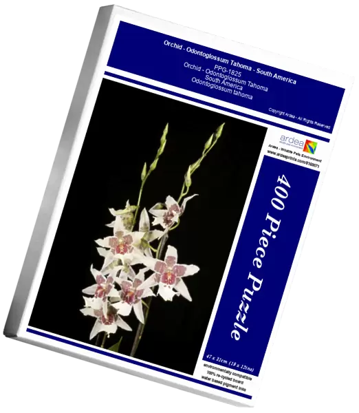 Orchid - Odontoglossum Tahoma - South America