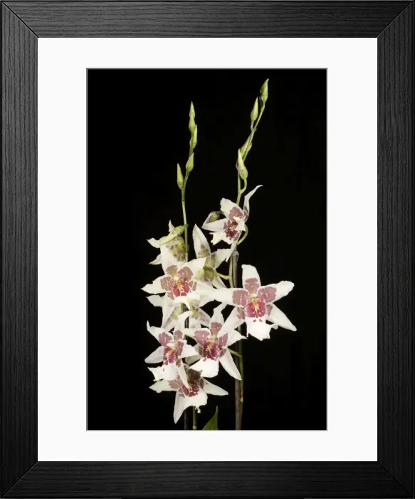 Framed Print : Orchid - Odontoglossum Tahoma - South America Framed Print : Orchid - Odontoglossum Tahoma - South America