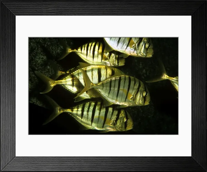 Framed Print : Yellow Jack Fish - Indo Pacific Framed Print : Yellow Jack Fish - Indo Pacific