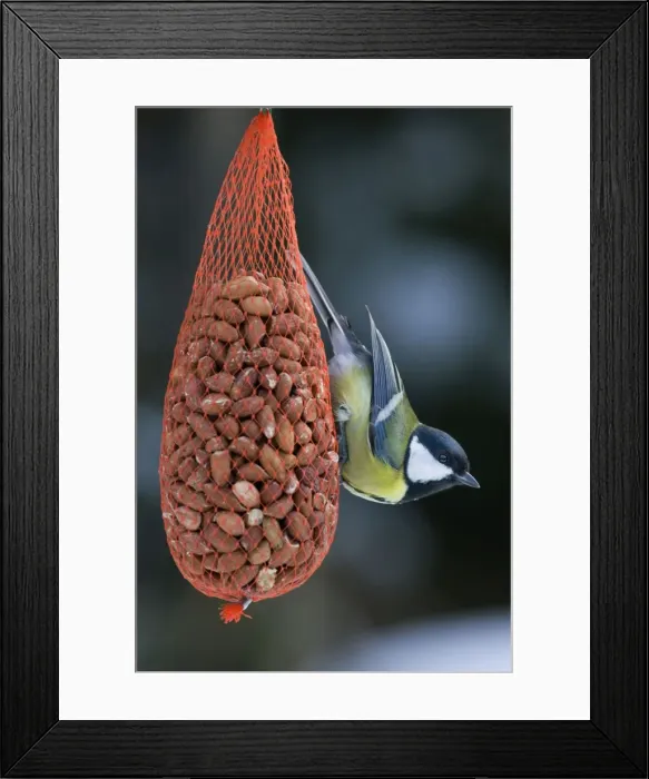 Framed Print : Great Tit - on bird feeder (bag of nuts) in winter Framed Print : Great Tit - on bird feeder (bag of nuts) in winter